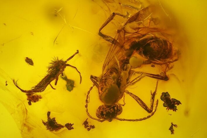 Fossil Fly, Springtail, Ant and Wasp in Baltic Amber #173716